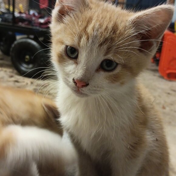 Meet your Posher, kitties shop - Picture 3 of 3